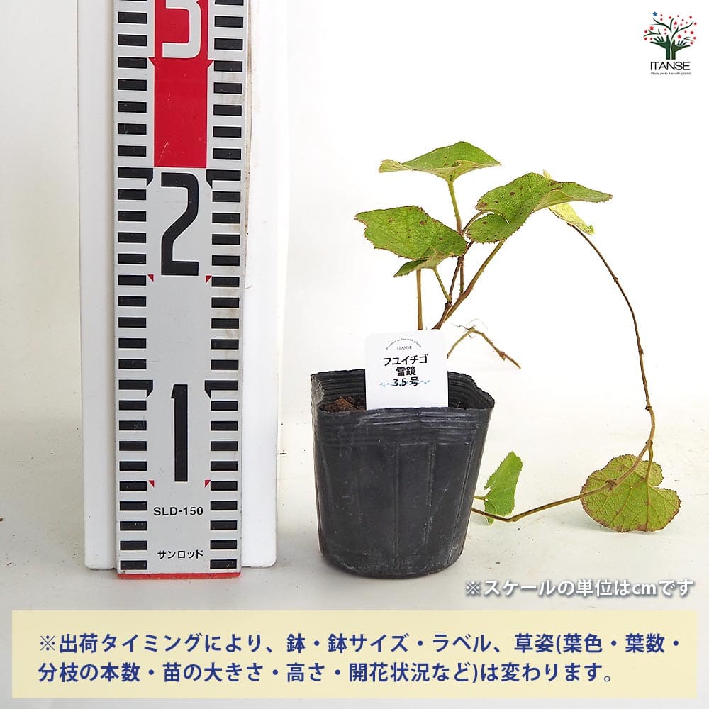 追加商品画像