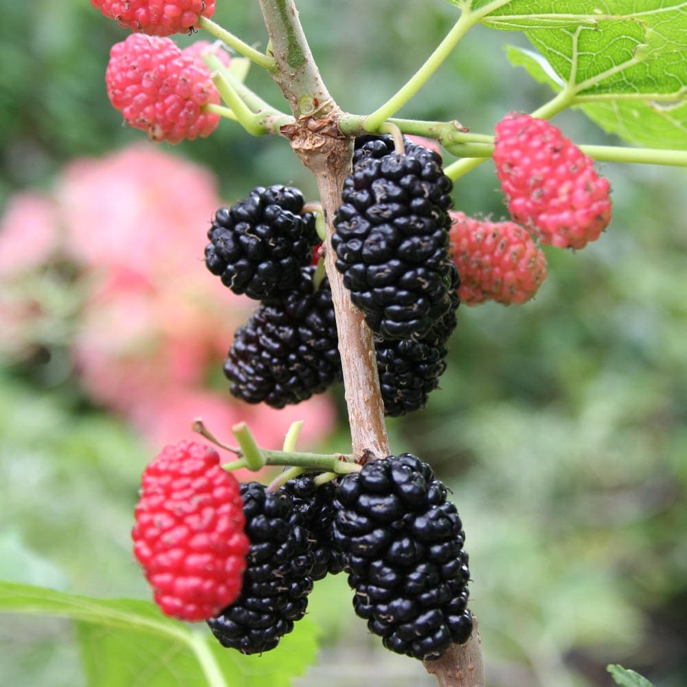 スイートマルベリー　抜き苗　A スイートマルベリー 抜き苗 A スイートマルベリー 抜き苗 A