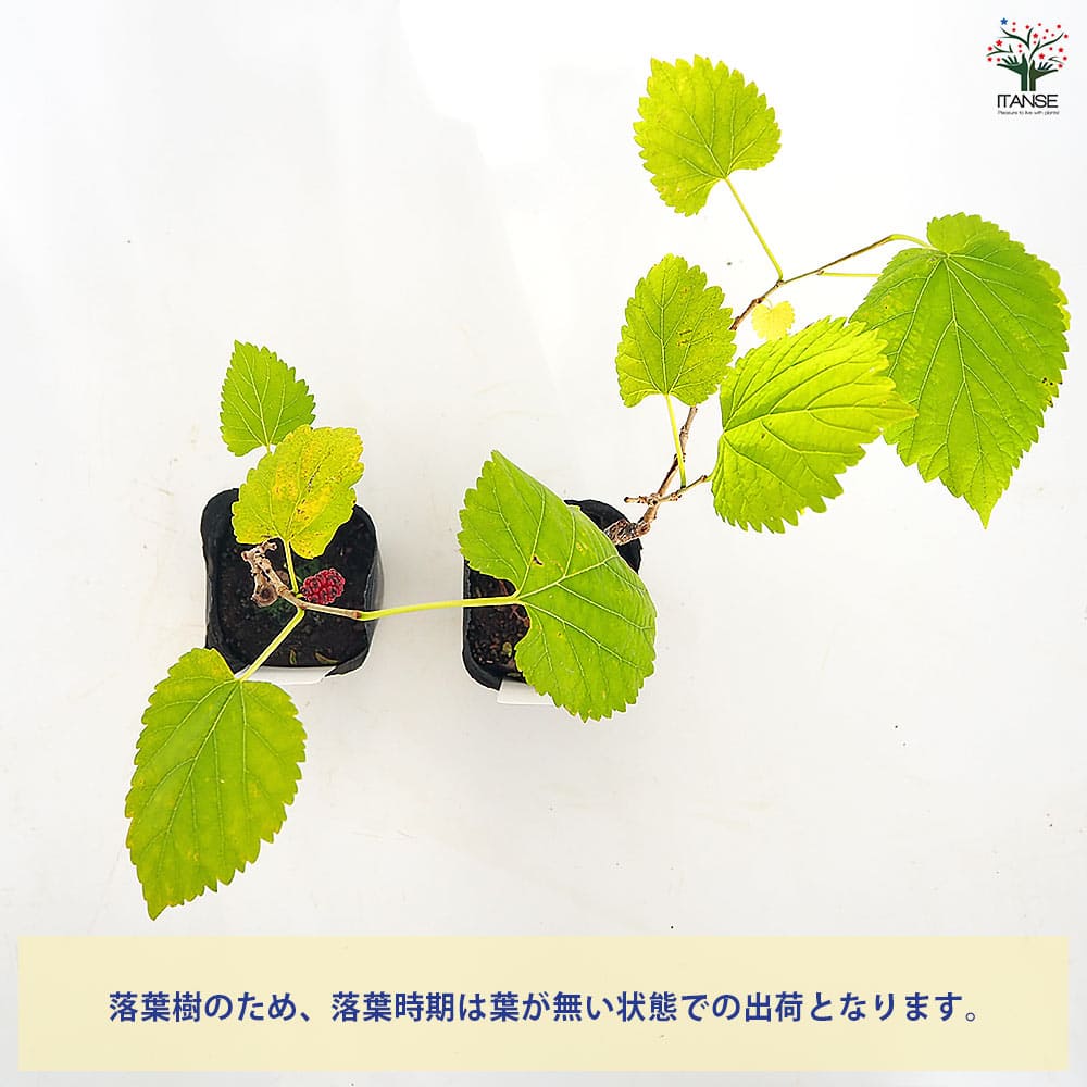 マルベリー(桑の木) 鈴成一才 【果樹の苗 3号】｜ 【植物の