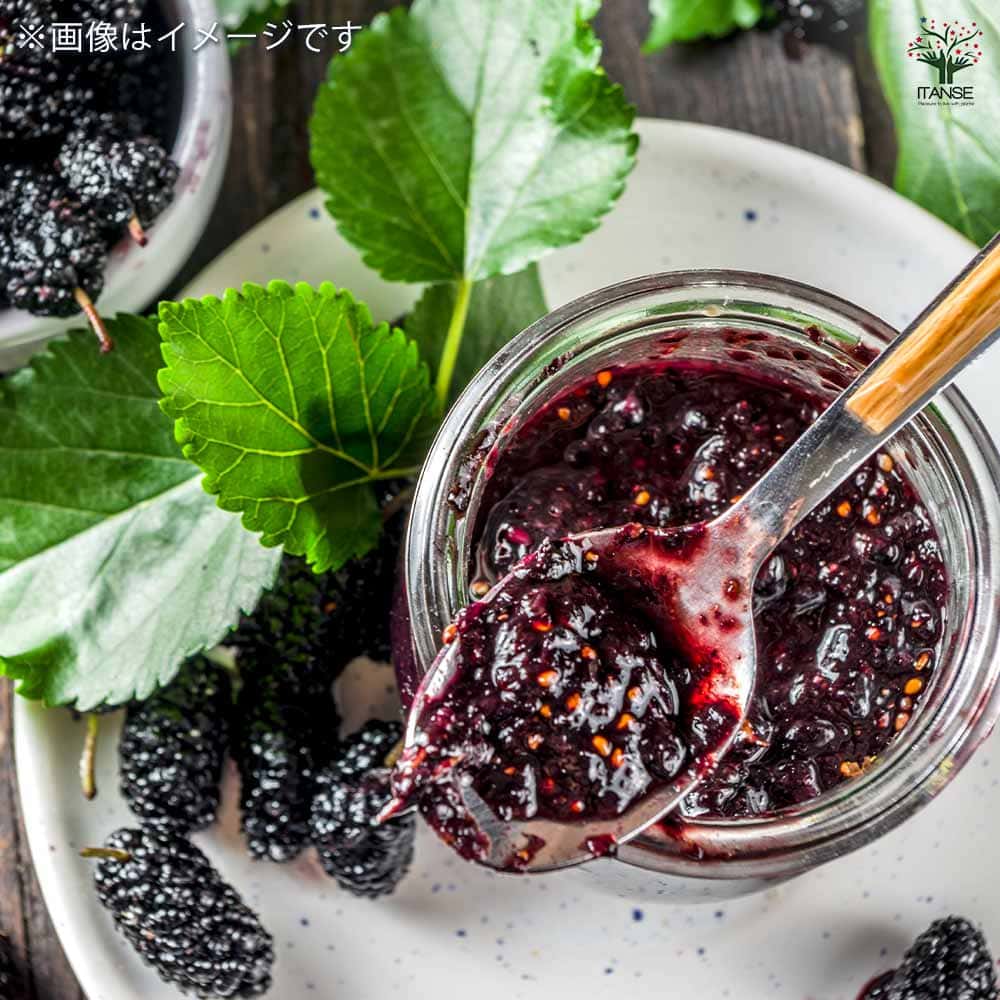 マルベリー(桑の木) 鈴成一才 【果樹の苗 3号】｜ 【植物の