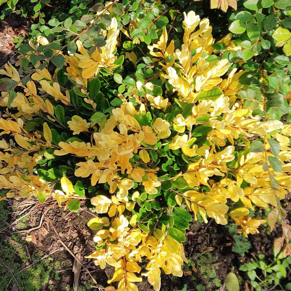 ハマヒサカキ 黄金葉 【庭木 3.5号】｜ 【植物のITANSE】全品