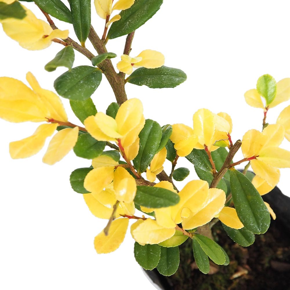 ハマヒサカキ 黄金葉 【庭木 3.5号】｜ 【植物のITANSE】全品