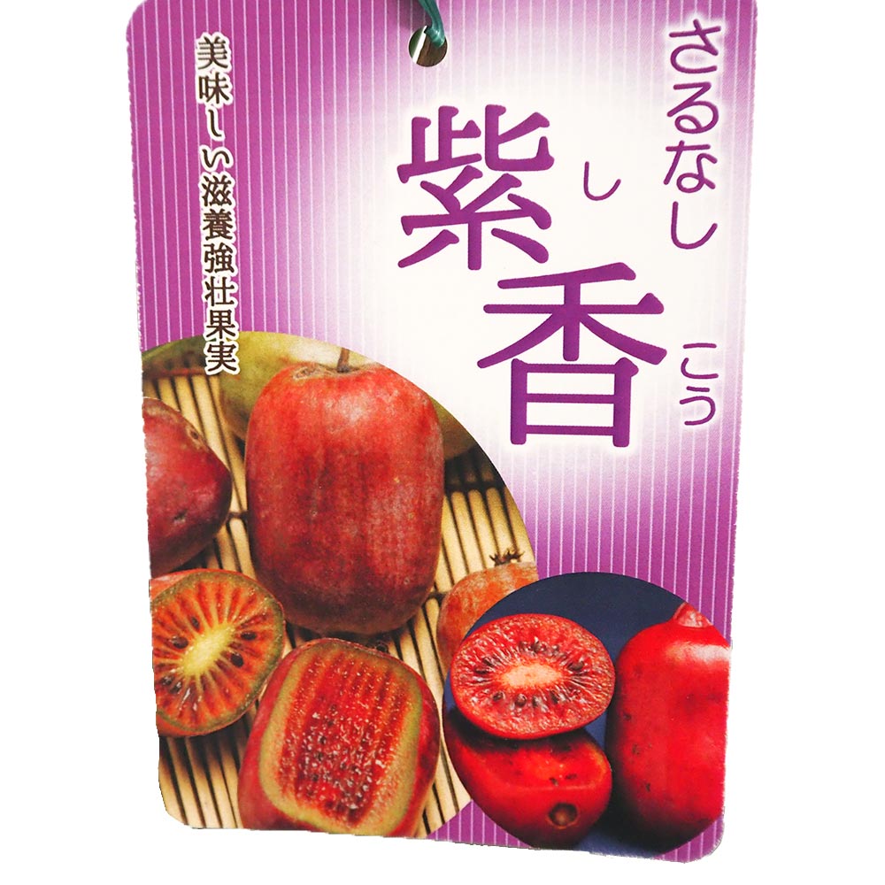さるなし 紫香(しこう) 【果樹の苗木 4.5号／1個売り】