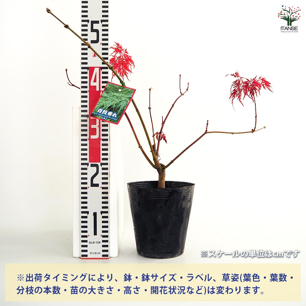 モミジ(カエデ)の苗木 青枝垂れ 【庭木 5号／1個売り】｜ 【植物の