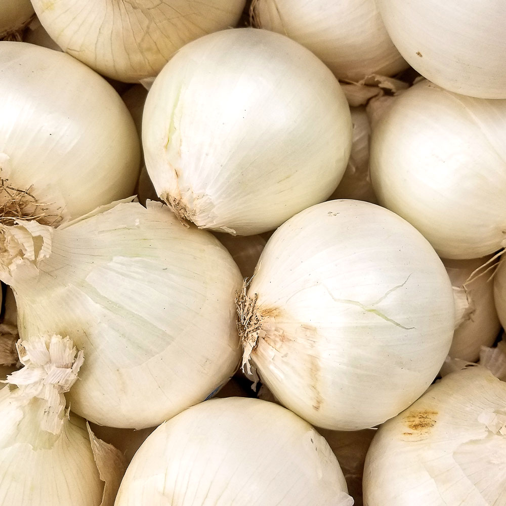 玉ねぎの苗 白玉ねぎ 【野菜の苗 3.5号】｜ 【植物のITANSE