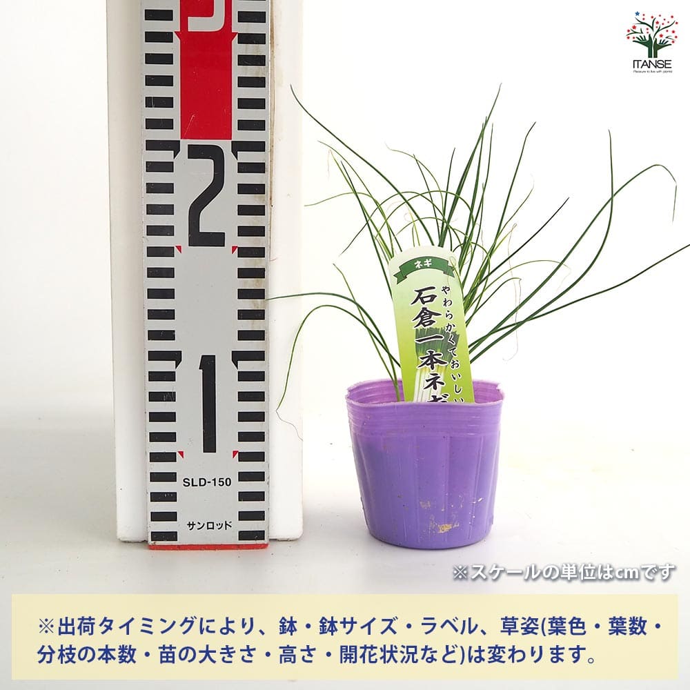 即購入OK ネギ苗　石倉一本ネギ　50本　無農薬　岩手県産　有機栽培　苗 ねぎの苗 石倉一本ねぎ 【野菜の苗 3号】｜ 【植物のITANSE