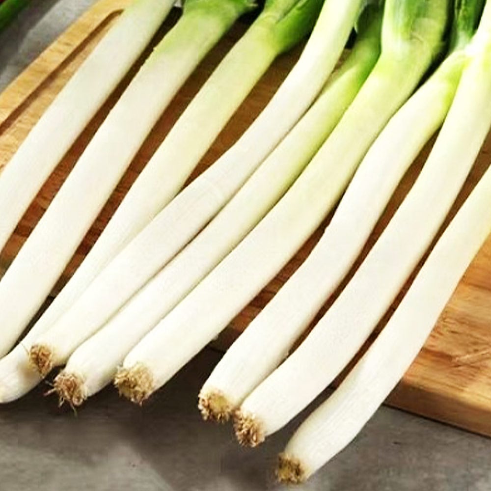 ねぎの苗 石倉一本ねぎ 【野菜の苗 3号】