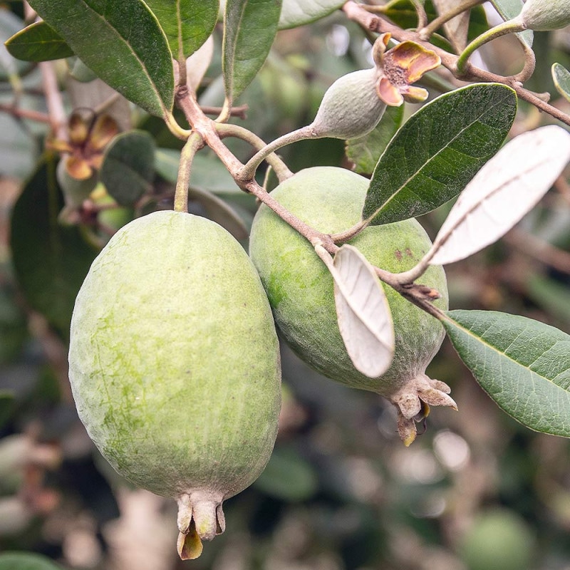 フェイジョア アポロ 【果樹の苗木 15cm 3年生挿し木苗】｜ 【植物の