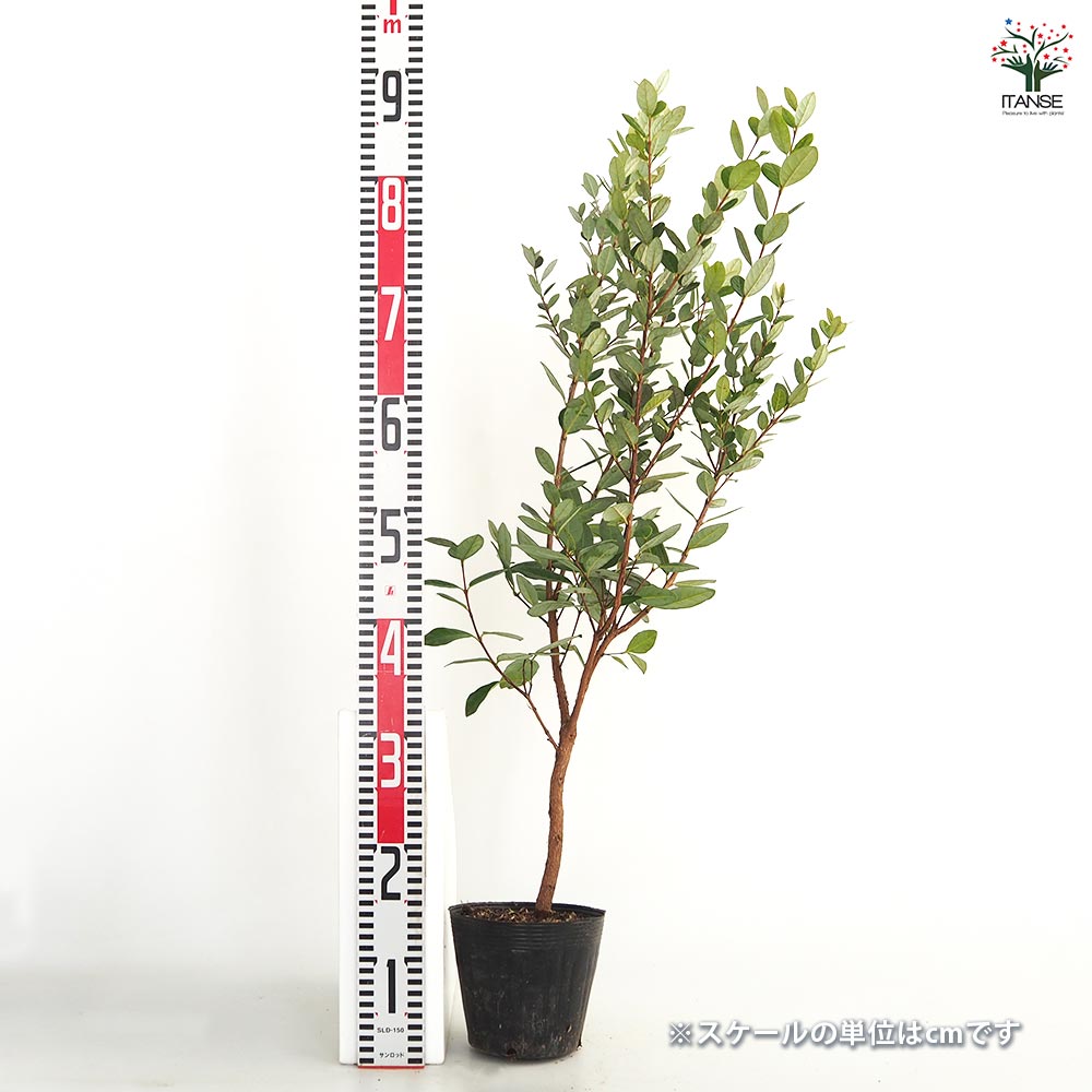 フェイジョア 【果樹の苗木 5号】｜ 【植物のITANSE】全品送料