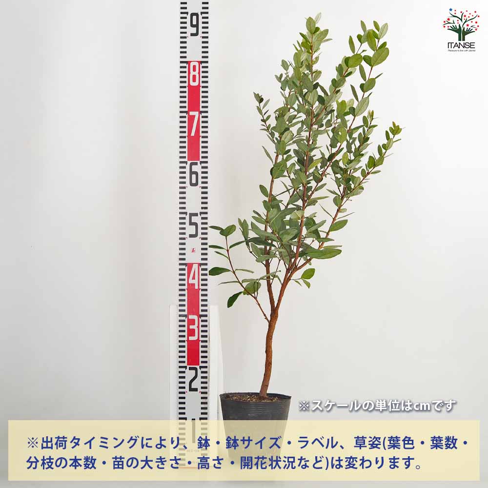 フェイジョア 【果樹の苗木 5号】｜ 【植物のITANSE】全品送料