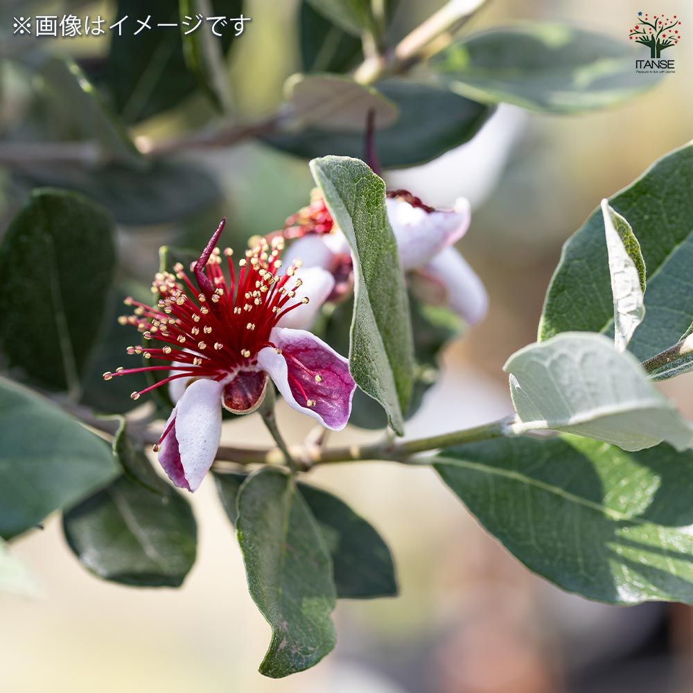 フェイジョア 【果樹の苗木 5号】｜ 【植物のITANSE】全品送料