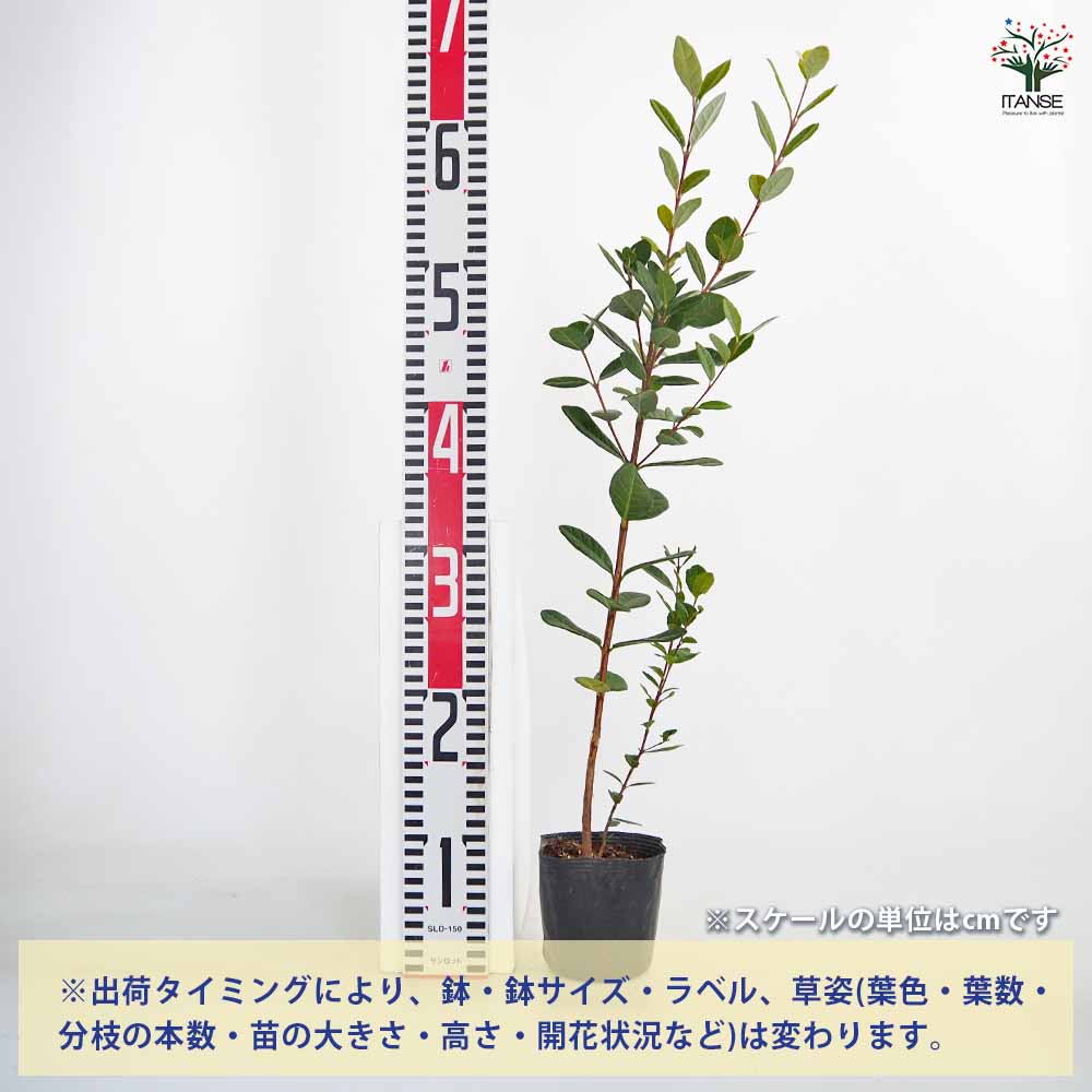 フェイジョア 【果樹の苗 3.5号】｜ 【植物のITANSE】全品送料