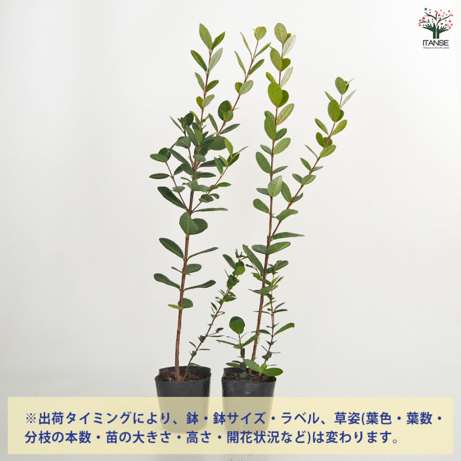 フェイジョア 【果樹の苗 3.5号】｜ 【植物のITANSE】全品送料