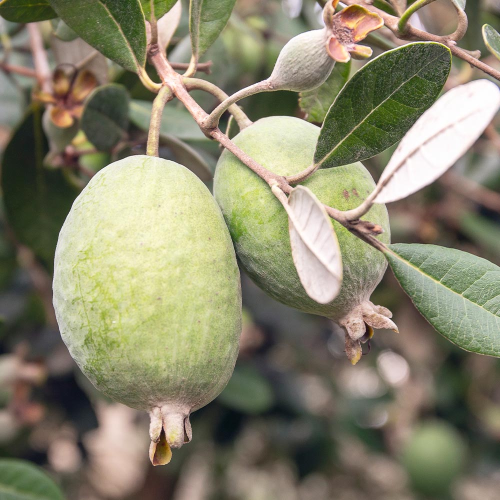 フェイジョア 【果樹の苗 3.5号】｜ 【植物のITANSE】全品送料