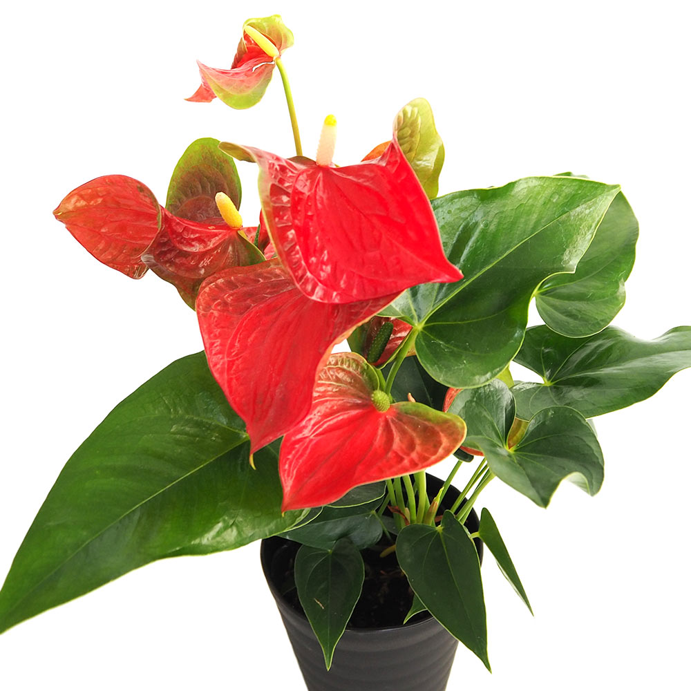 アンスリウム 愛んすりうむレッド 【観葉植物 5号／1個売り】