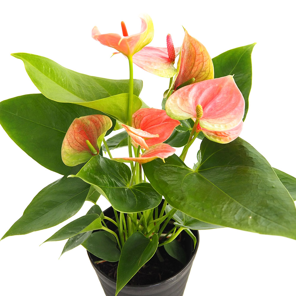 アンスリウム 愛んすりうむピンク 【観葉植物 5号／1個売り】