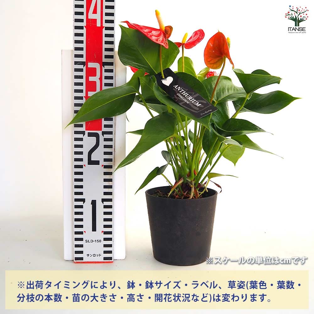 アンスリウム シエラ赤 【観葉植物 4号】｜ 【植物のITANSE
