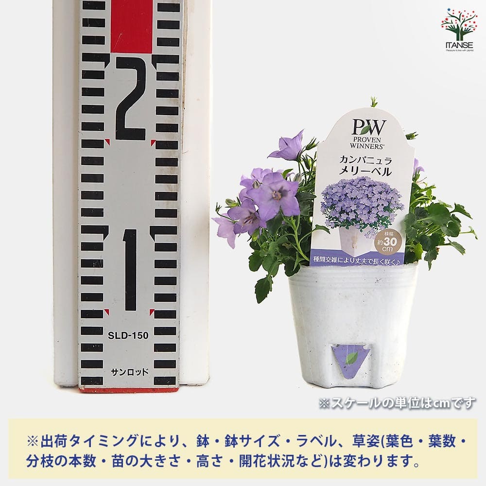受注制作花かんむり265 花かんむりオーダー〟ページ（受注制作） | m@rihana
