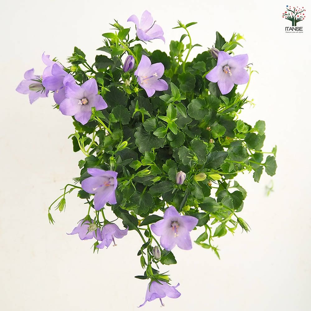 カンパニュラ メリーベル 【花苗 3号】｜ 【植物のITANSE】全品