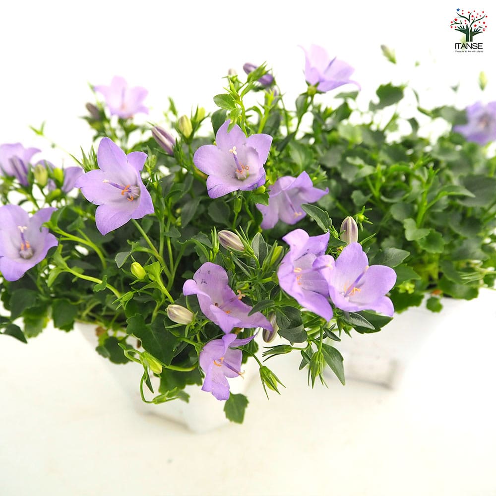 カンパニュラ メリーベル 【花苗 3号】｜ 【植物のITANSE】全品