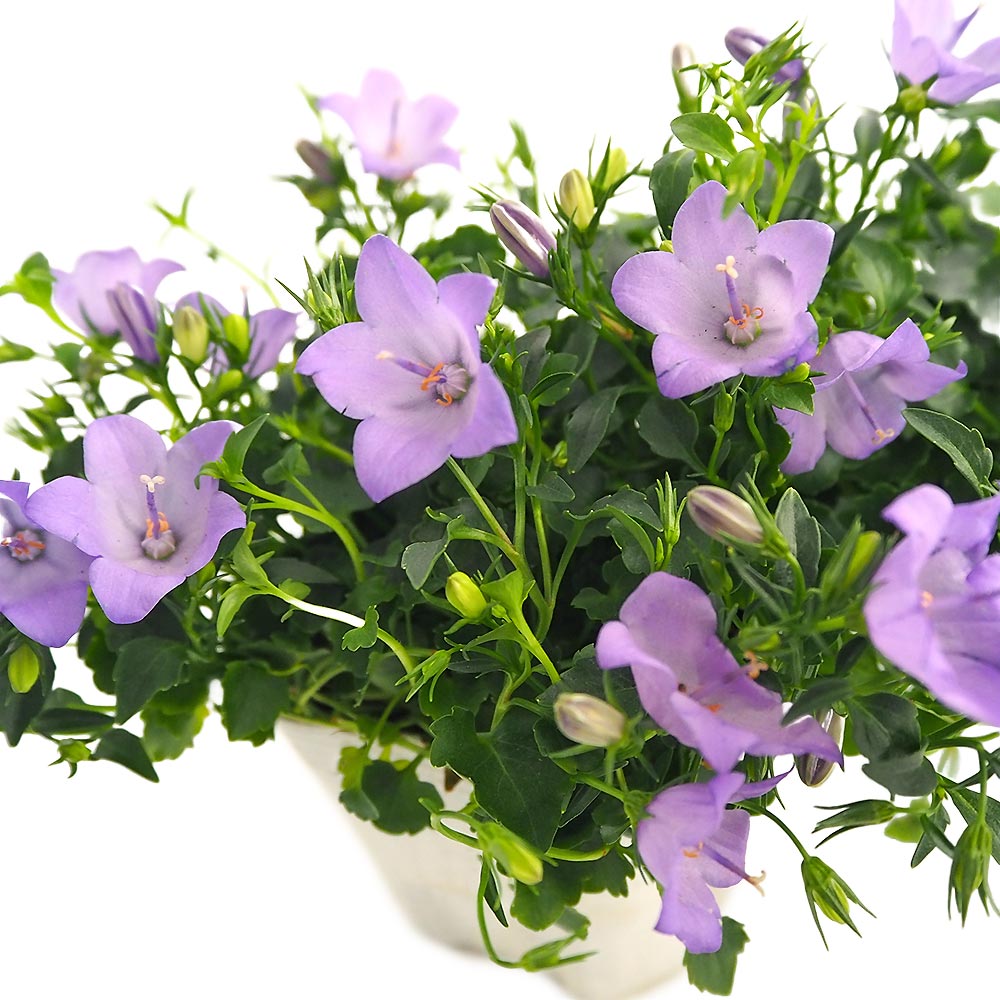 カンパニュラ メリーベル 【花苗 3号】