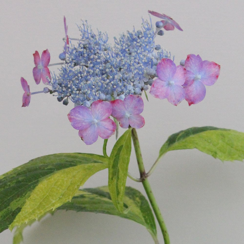ヤマアジサイ 瀬戸の虹 【花木苗 3号】｜ 【植物のITANSE】全品