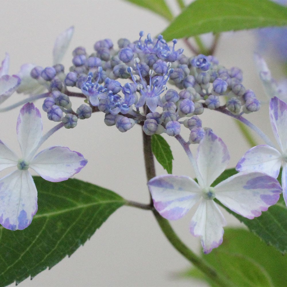 ヤマアジサイ 井内錦 【花木苗 3号】｜ 【植物のITANSE】全品