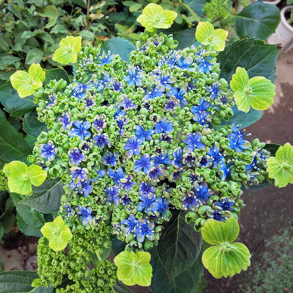 アジサイ 大島緑花 【花木苗 3.5号】｜ 【植物のITANSE】全品