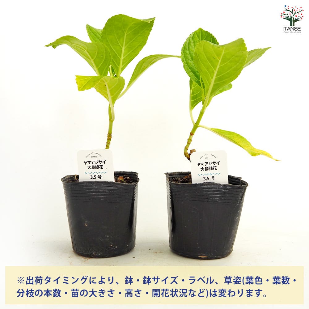 アジサイ 大島緑花 【花木苗 3.5号】｜ 【植物のITANSE】全品
