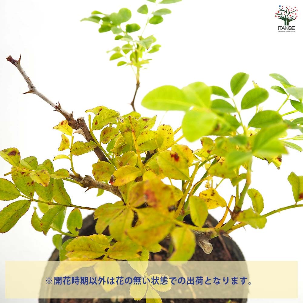 薔薇 十六夜 【花木苗 3.5号】｜ 【植物のITANSE】全品送料無料
