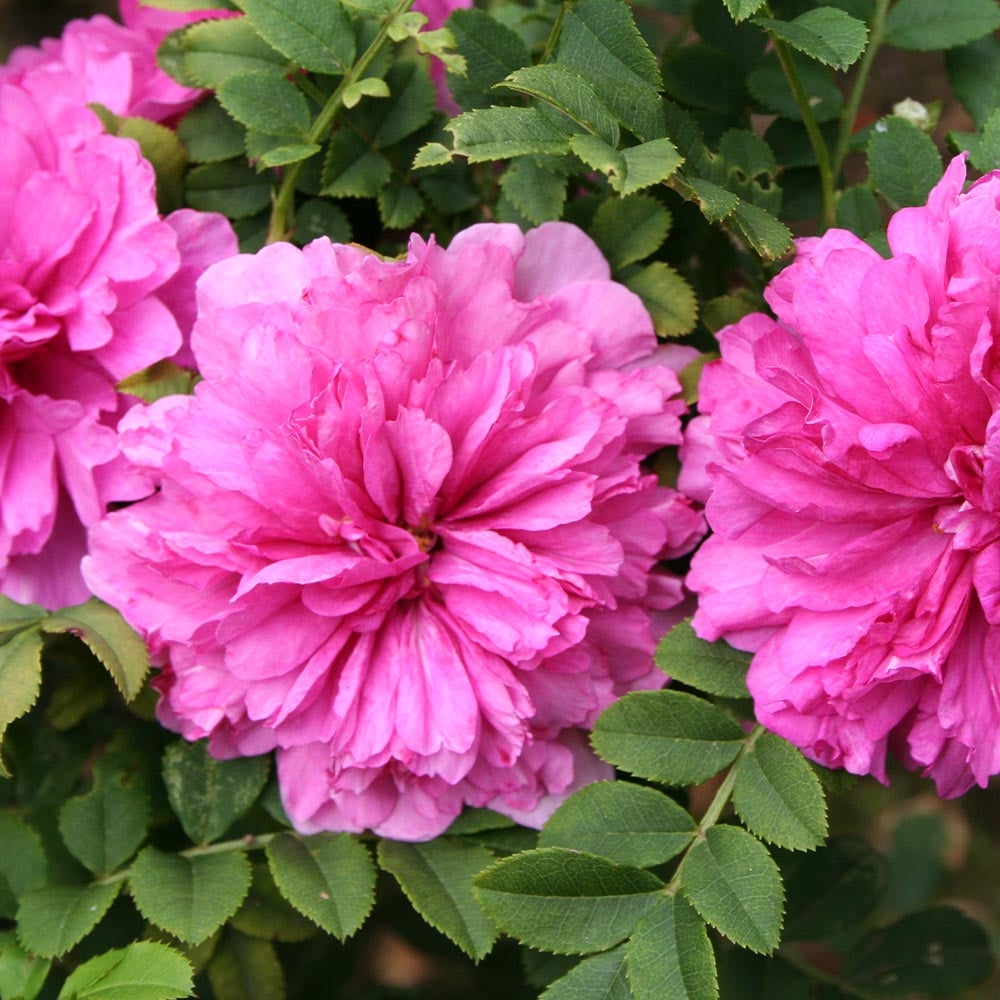 薔薇 十六夜 【花木苗 3.5号】｜ 【植物のITANSE】全品送料無料