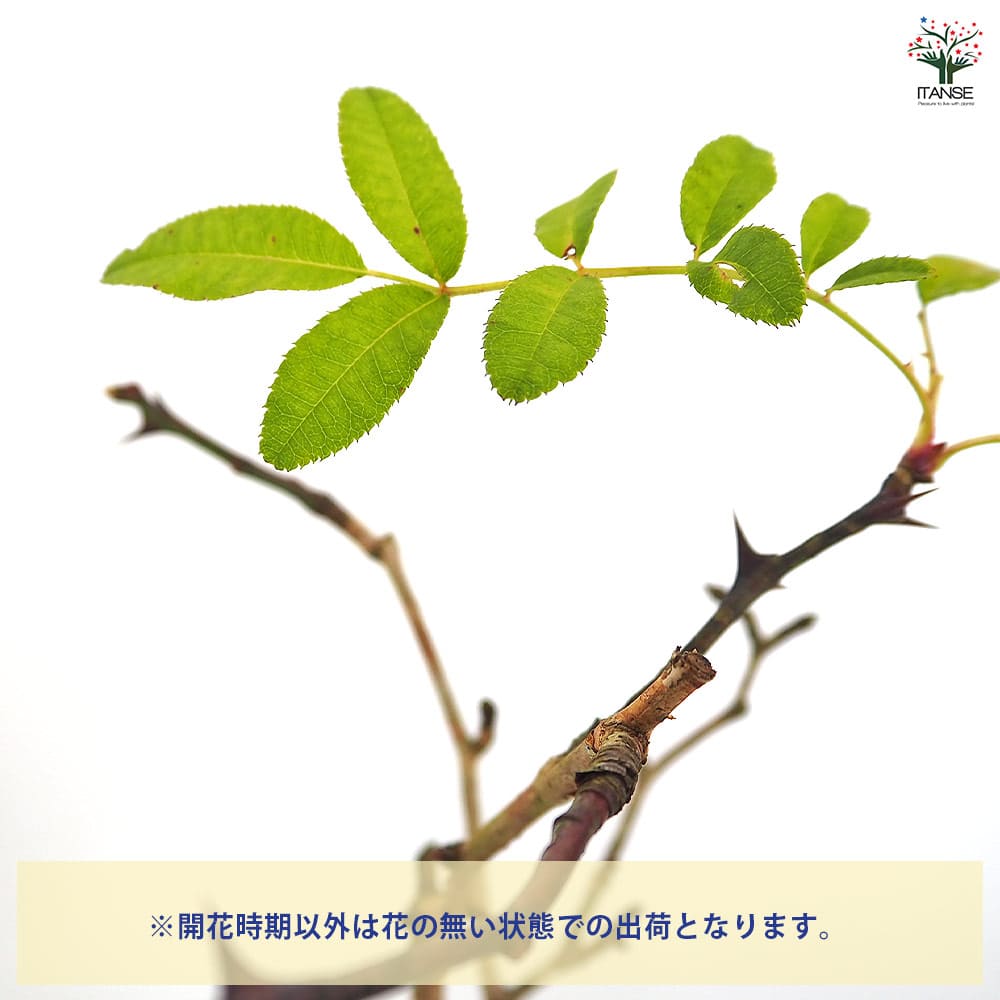 箱根サンショウバラ 日輪 【花木苗 3号】｜ 【植物のITANSE