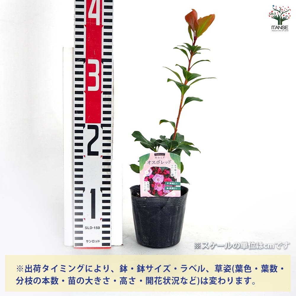 カルミア オスボレッド 【花木苗 3.5号】｜ 【植物のITANSE 