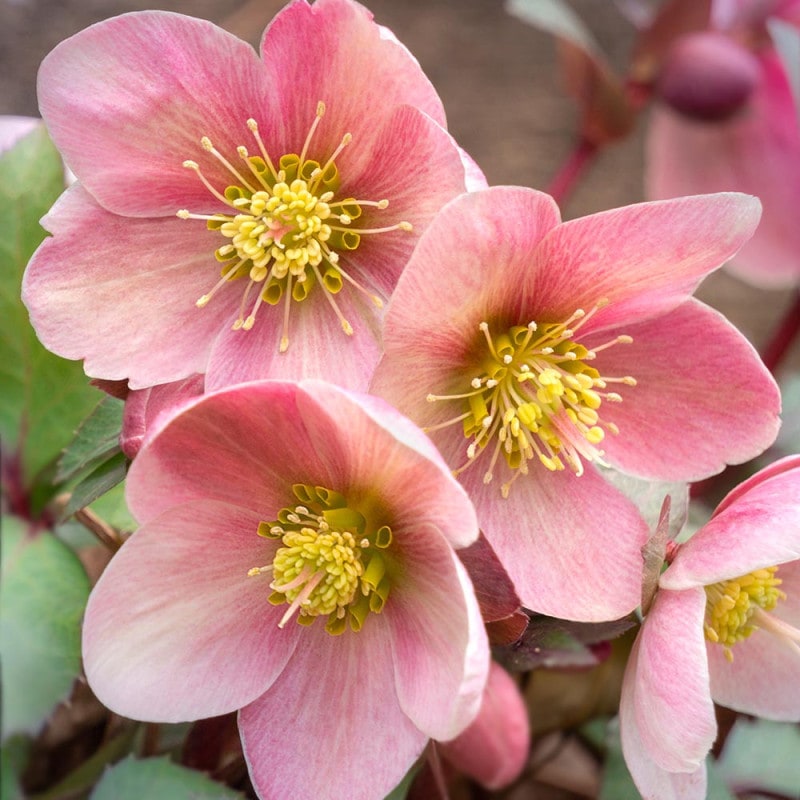 クリスマスローズ シングル咲きMIX2個～ 【花苗 3号】｜ 【植物の