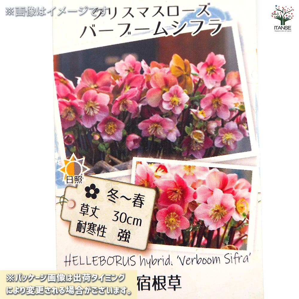 クリスマスローズ バーブームシフラ 【花苗 4号】｜ 【植物の