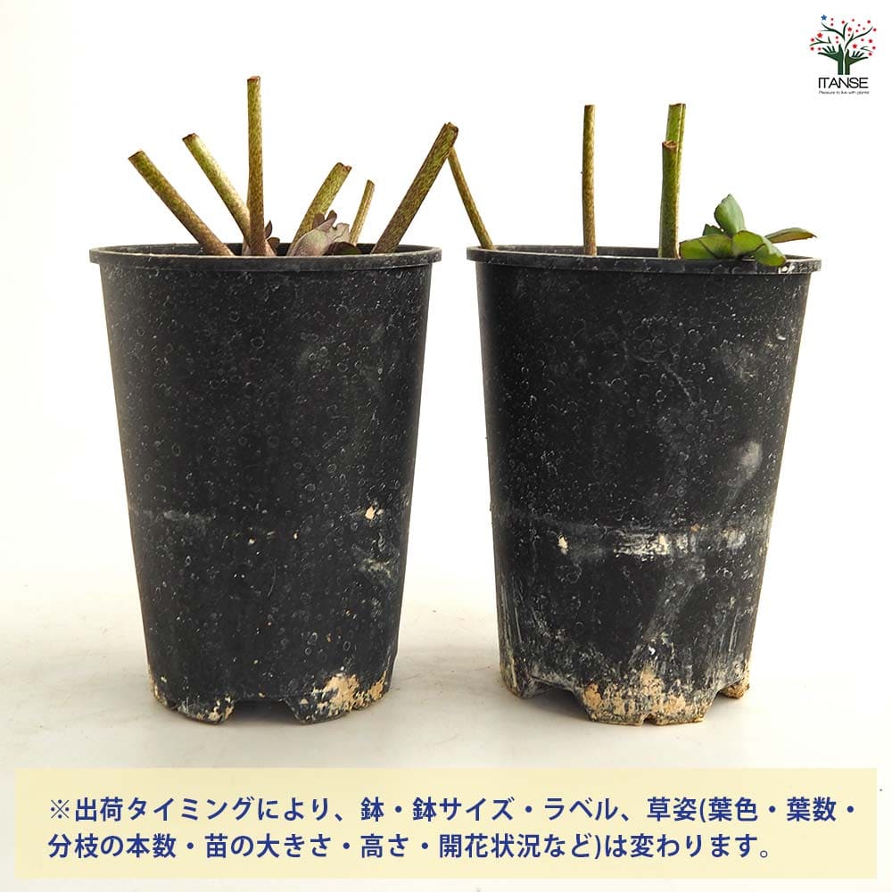 クリスマスローズ バーブームシフラ 【花苗 4号】｜ 【植物の