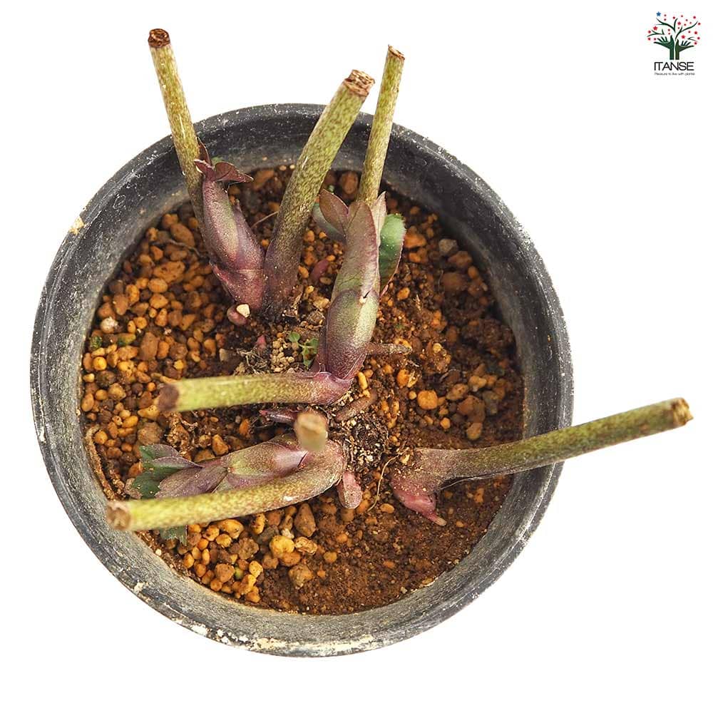 クリスマスローズ バーブームシフラ 【花苗 4号】｜ 【植物の