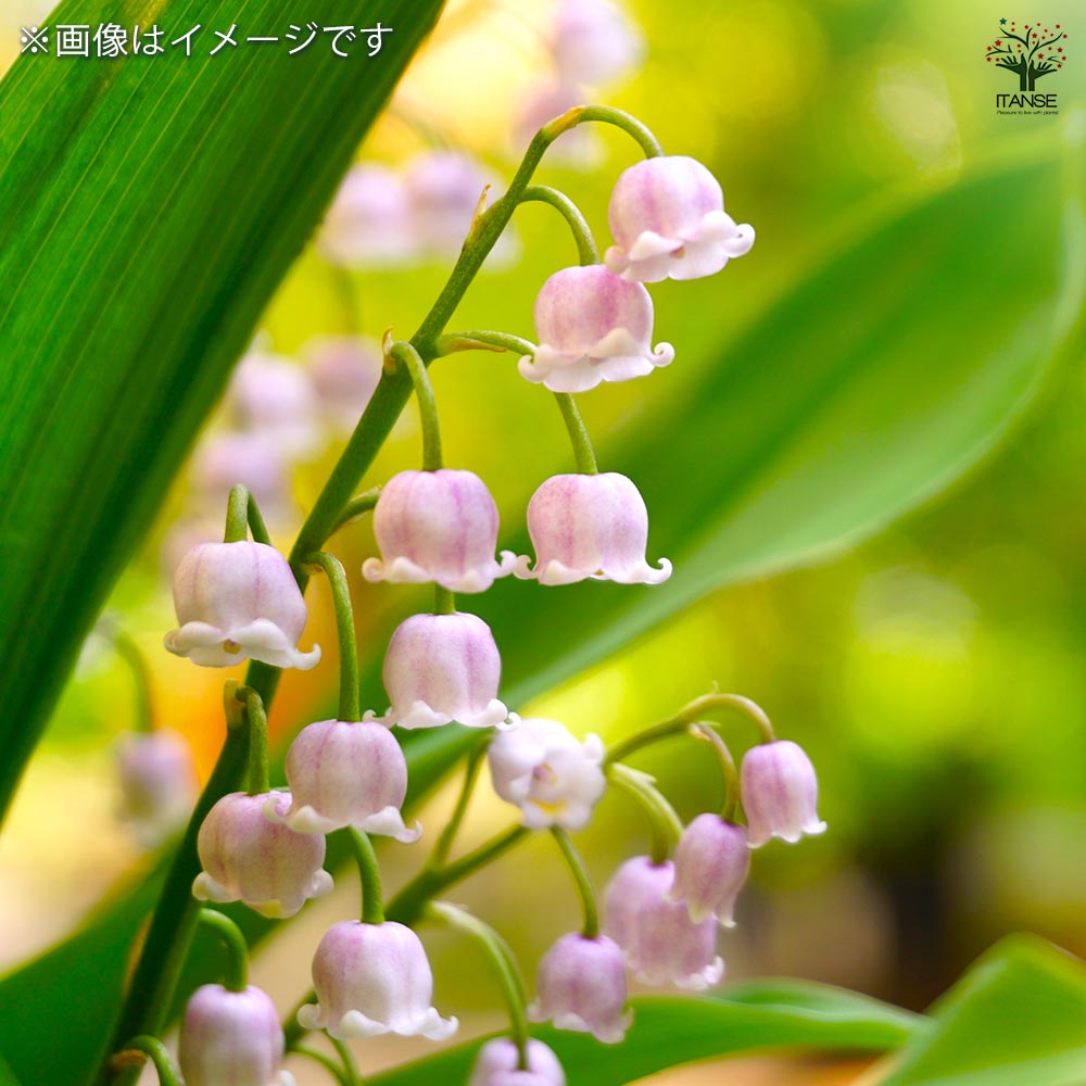 スズラン ピンク花 【花苗 3号】｜ 【植物のITANSE】全品送料