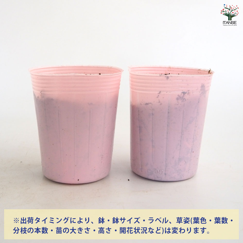 スズラン ピンク花 【花苗 3号】｜ 【植物のITANSE】全品送料