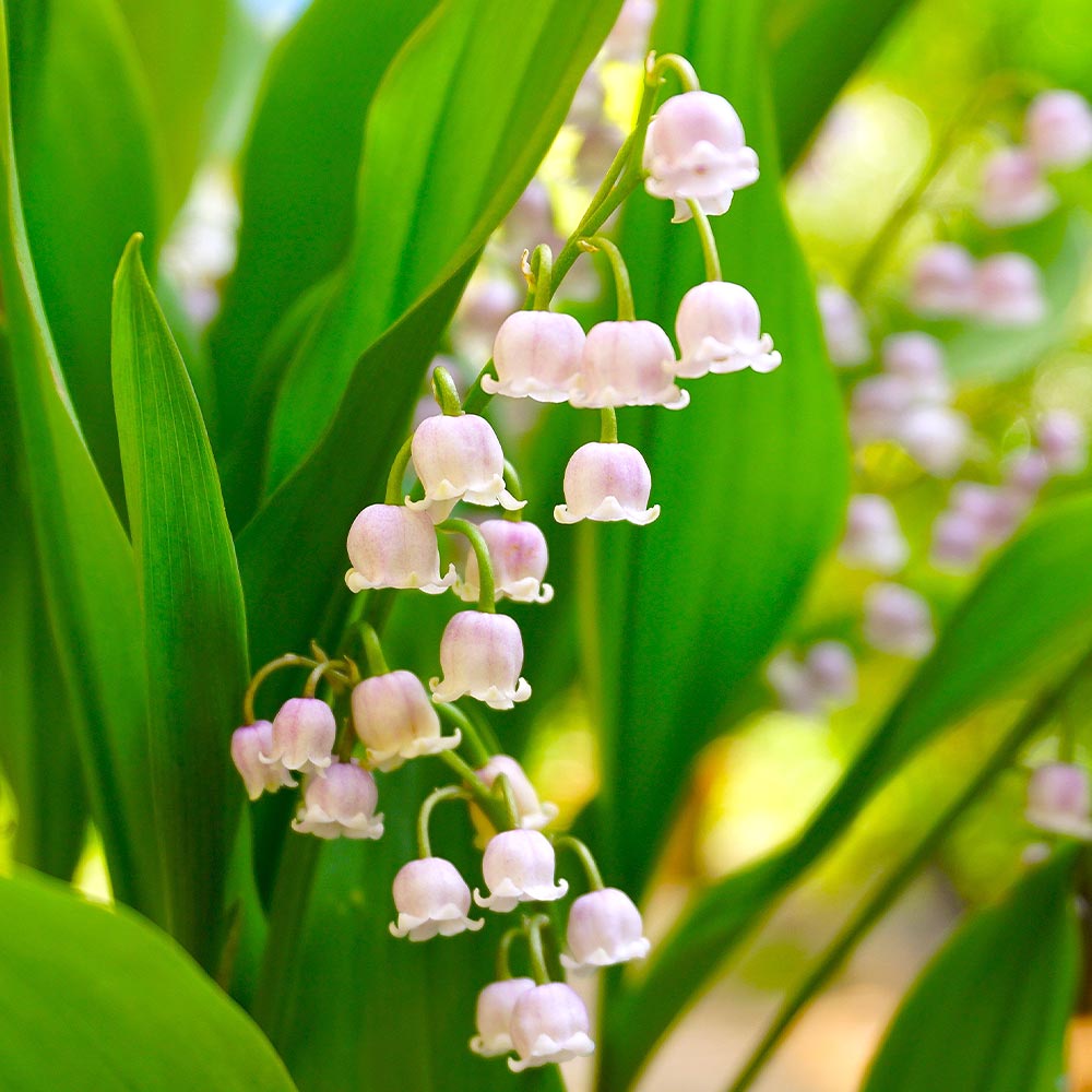 スズラン ピンク花 【花苗 3号】