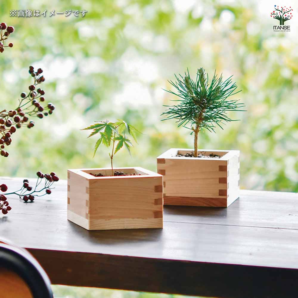 栽培セット ソダテマス盆栽栽培セット｜ 【植物のITANSE】全品