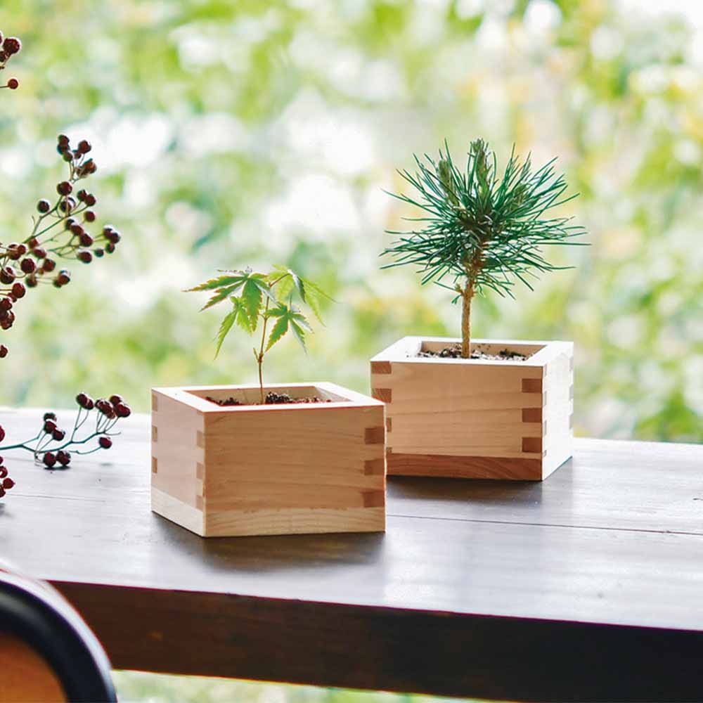 栽培セット ソダテマス盆栽栽培セット