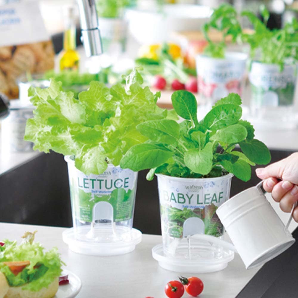 栽培セット フレッシュフィール