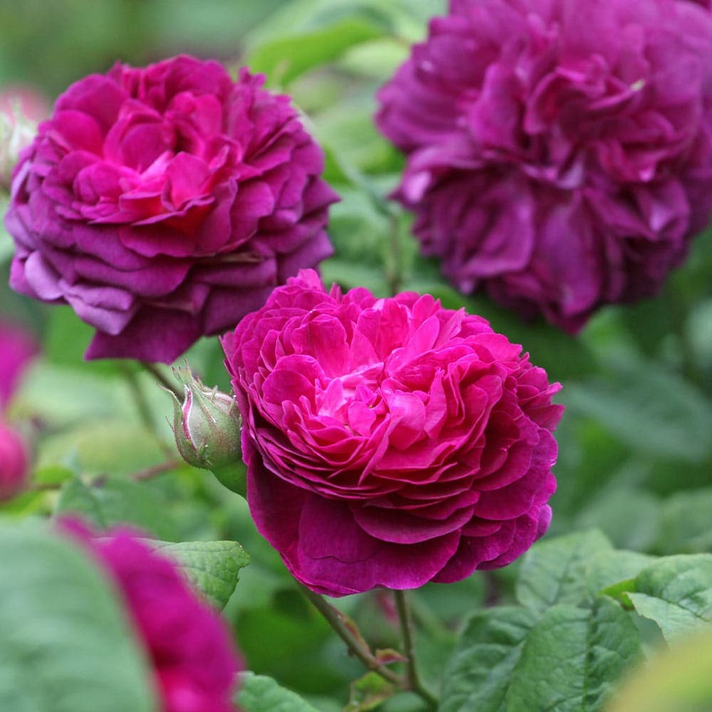 薔薇 カーディナル ドゥ リシュリュー 接木苗【花苗 4号／1個売り】