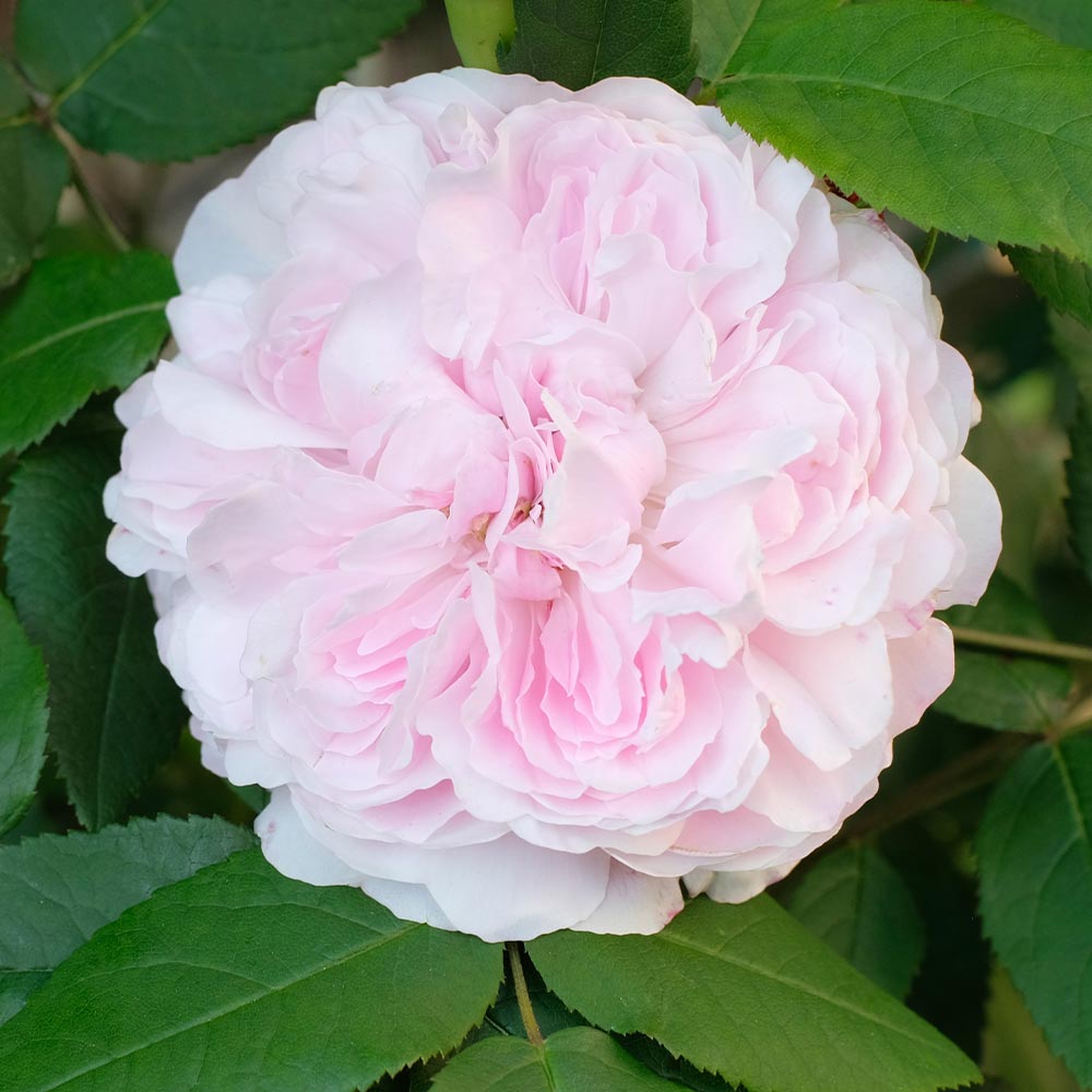薔薇 ジャックカルティエ 接木苗【花苗 4号／1個売り】