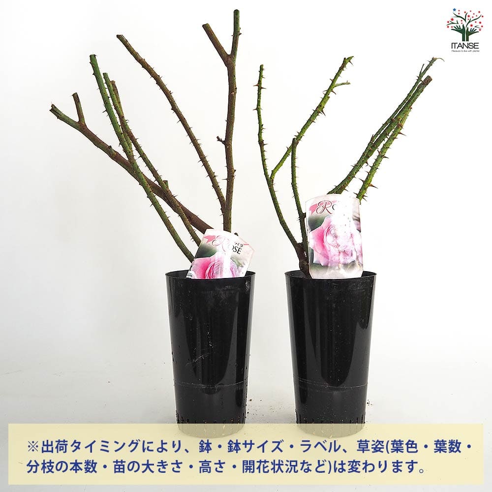 薔薇 ロサ ケンティフォリア 接木苗【花苗 4号／1個売り】｜ 【植物の