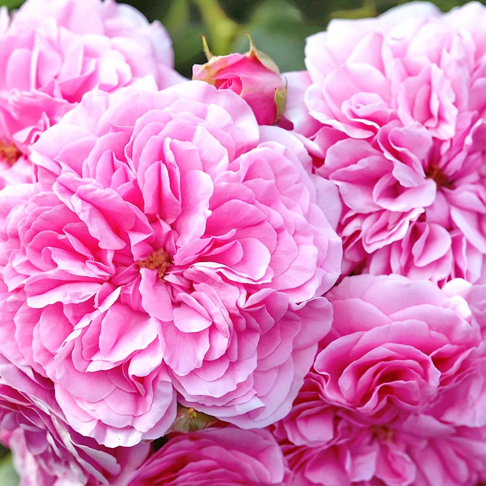 薔薇 ロサ ケンティフォリア 接木苗【花苗 4号／1個売り】｜ 【植物の