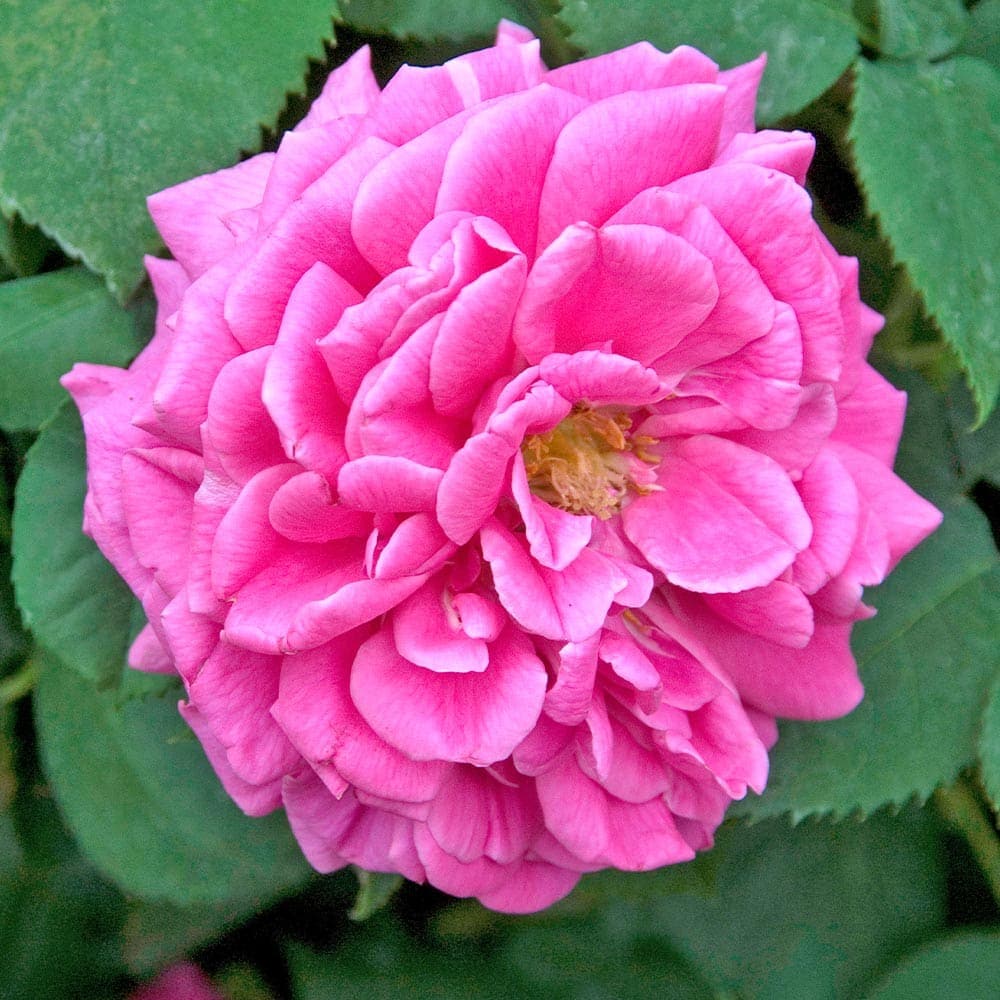 薔薇 マダム イサーク ペレーレ 接木苗【花苗 4号／1個売り】