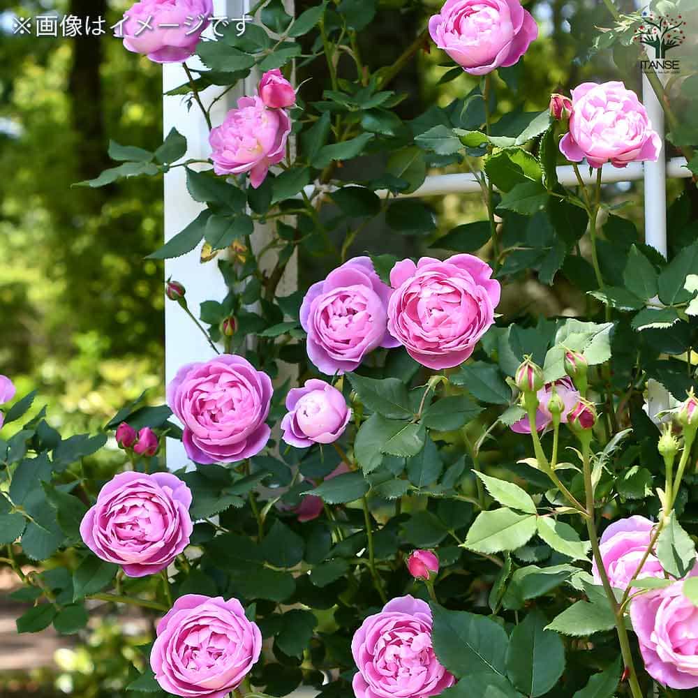 薔薇 ラレーヌ ビクトリア 接木苗【花苗 4号／1個売り】｜ 【植物の