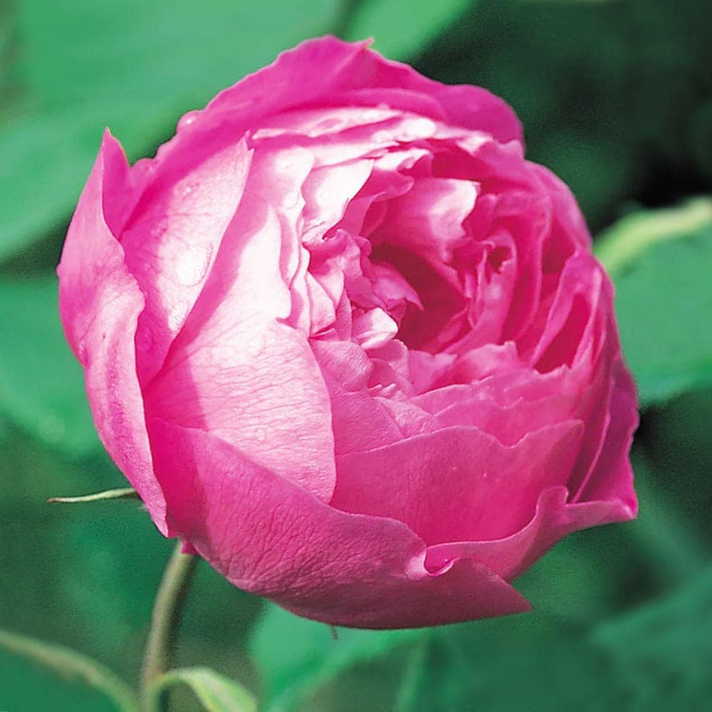 薔薇 ラレーヌ ビクトリア 接木苗【花苗 4号／1個売り】